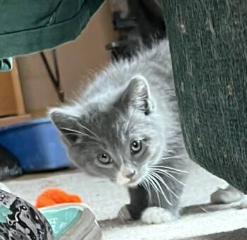 Domestic Medium Hair Cats Available for Adoption in Minneapolis, Minnesota - Elynn | PetCurious