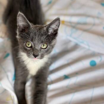 Domestic Short Hair Cats Available for Adoption in South Elgin, Illinois - Silver | PetCurious