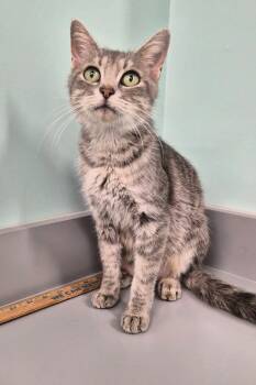 Rescue Domestic Short Hair Cats for Adoption in Athens, Tennessee - Nila | PetCurious
