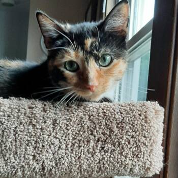Slushy -  Domestic Medium Hair Cat for Adoption in South Elgin, Illinois - Slushy | PetCurious
