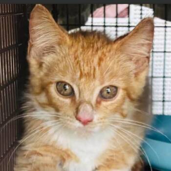 Bingo -  Domestic Short Hair Cat for Adoption in Gordonsville, Tennessee - Bingo | PetCurious