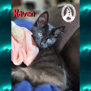 Rescue Domestic Long Hair Cats for Adoption in Red Lodge, Montana - Raven | PetCurious