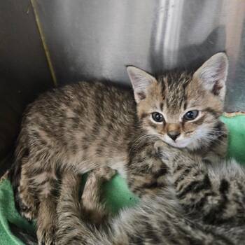 Cardinal (orange) -  Domestic Short Hair Cat for Adoption in Baltimore, Maryland - Cardinal (orange) | PetCurious