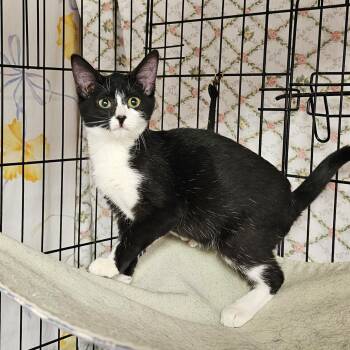 KitKat -  Domestic Short Hair and Tuxedo Cat for Adoption in Searcy, Arkansas - KitKat | PetCurious