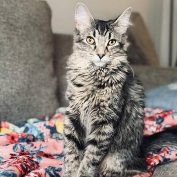Peanut Butter -  Domestic Medium Hair Cat for Adoption in Evanston, Illinois - Peanut Butter | PetCurious