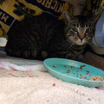 Simba Booboo -  Domestic Short Hair Cat for Adoption in Walker, Michigan - Simba Booboo | PetCurious