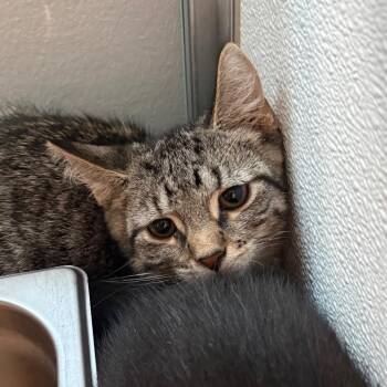 Joust -  Domestic Short Hair Cat for Adoption in Binghamton, New York - Joust | PetCurious