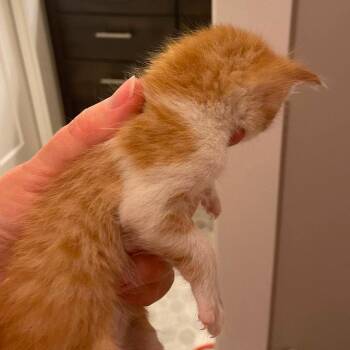 Robin -  Domestic Short Hair Cat for Adoption in Nampa, Idaho - Robin | PetCurious