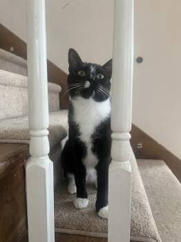 Domestic Short Hair Cats Available for Adoption in Social Circle, Georgia - COURTESY POST - Skunk - Andrea Foster | PetCurious