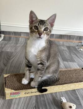 Kevy bonded to Declan -  Domestic Short Hair Cat for Adoption in Portland, Oregon - Kevy Bonded To Declan | PetCurious