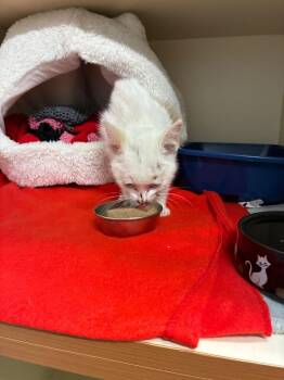 Bebop -  Domestic Short Hair Cat for Adoption in Bloomington, Indiana - Bebop | PetCurious