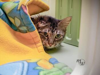 Domestic Medium Hair and Domestic Short Hair Cats Available for Adoption - PRECIOUS | PetCurious