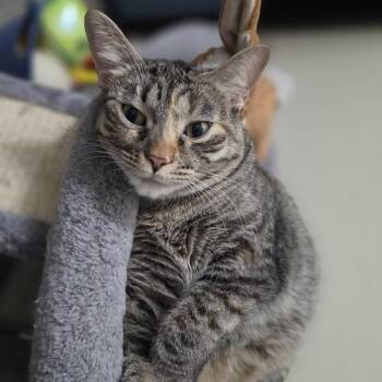 Domestic Short Hair Cats Available for Adoption in Las Vegas, Nevada - Nala | PetCurious