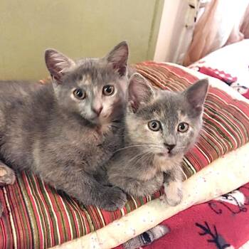 Dilute Calico Cats Available for Adoption in New York, New York - Carrie & Corrine | PetCurious