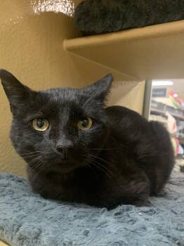 Rider -  Domestic Short Hair Cat for Adoption in Port Jefferson Station, New York - Rider | PetCurious