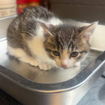 TUSC-Stray-85750 -  Domestic Short Hair Cat for Adoption in Tuscaloosa, Alabama - TUSC-Stray-85750 | PetCurious