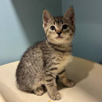 Pilot -  Domestic Short Hair Cat for Adoption in Chattanooga, Tennessee - Pilot | PetCurious