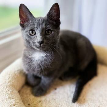 Sequoia -  Domestic Short Hair Cat for Adoption in Grand Rapids, Michigan - Sequoia | PetCurious