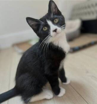 Raven -  Domestic Short Hair Cat for Adoption in Eugene, Oregon - Raven | PetCurious