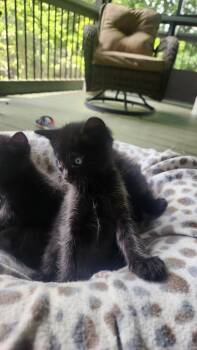 Coal -  Domestic Medium Hair Cat for Adoption in Blairsville, Georgia - Coal | PetCurious