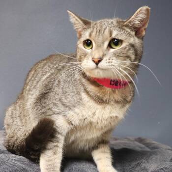 Domestic Short Hair Cats Available for Adoption - Bella | PetCurious