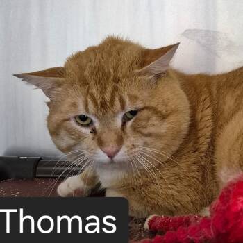 Thomas -  Domestic Short Hair Cat Available for Adoption in Snow Hill, North Carolina - Thomas | PetCurious