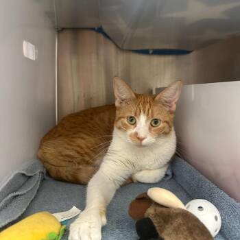 Ivy -  Domestic Short Hair Cat for Adoption in Goleta, California - Ivy | PetCurious