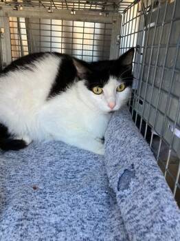 Domestic Short Hair Cats Available for Adoption in Dallas, Texas - MYKONOS | PetCurious