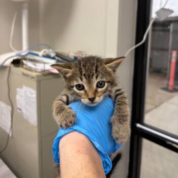 Topper -  Domestic Short Hair Cat for Adoption in Columbiana, Alabama - Topper | PetCurious