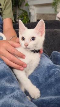 Carlisle -  Domestic Short Hair Cat for Adoption in San Antonio, Texas - Carlisle | PetCurious