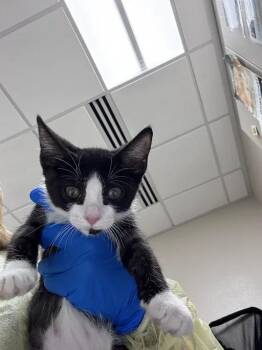 AURORA -  Domestic Short Hair Cat for Adoption in Las Vegas, Nevada - AURORA | PetCurious
