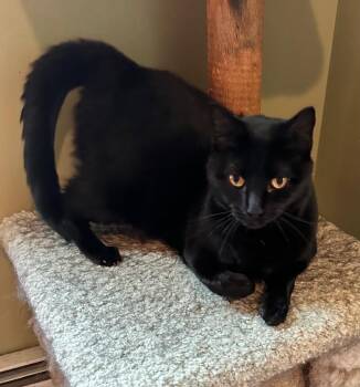Rescue Domestic Short Hair Cats for Adoption in Rochester, New Hampshire - Luz | PetCurious