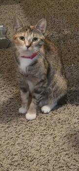 CLEO -  Domestic Short Hair Cat for Adoption in Colorado Springs, Colorado - CLEO | PetCurious