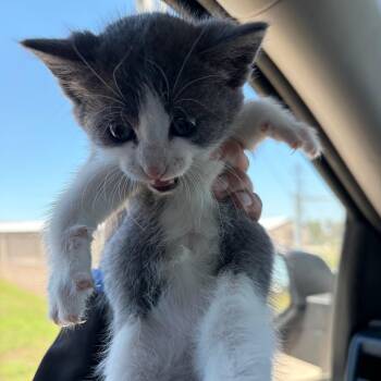Darla -  Domestic Medium Hair Cat for Adoption in Galveston, Texas - Darla | PetCurious