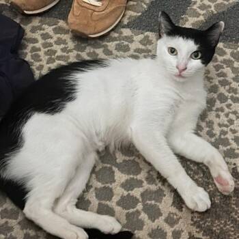 Brisket (reduced adoption fee) -  Domestic Short Hair Cat for Adoption in Melrose, Massachusetts - Brisket (reduced Adoption Fee) | PetCurious