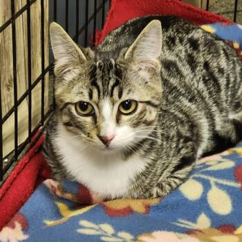 Domestic Short Hair Cats Available for Adoption in Graham, Washington - FINNEGAN | PetCurious