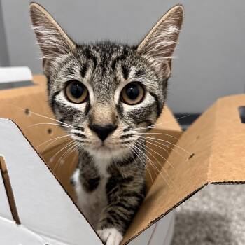 Juno -  Tabby and Domestic Short Hair Cat for Adoption in Antioch, California - Juno | PetCurious