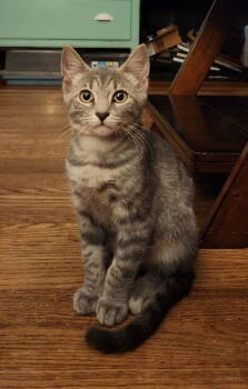 Rescue Domestic Short Hair Cats for Adoption in West Mifflin, Pennsylvania - Frankie J | PetCurious