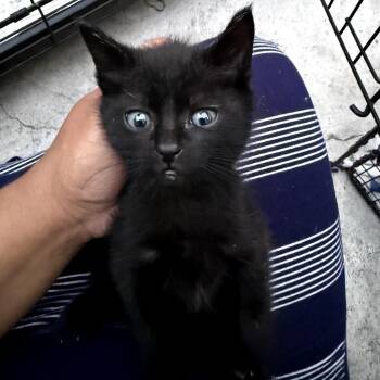 Loki -  Domestic Short Hair Cat for Adoption in Los Angeles, California - Loki | PetCurious