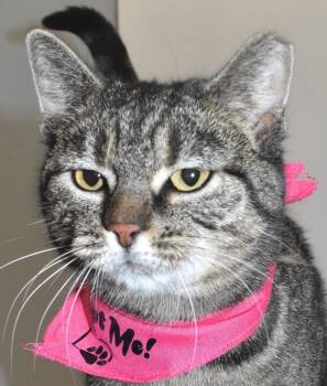 Domestic Short Hair Cats Available for Adoption - Jessika | PetCurious