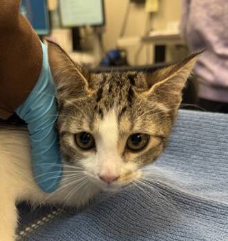 Rescue Domestic Short Hair Cats for Adoption in Troutdale, Oregon - Samba (mcas) | PetCurious