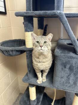 Tabby Cats Available for Adoption in Washington, Utah - Grunkle Stan | PetCurious