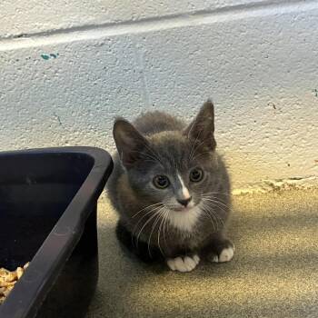 Bullseye -  Domestic Short Hair Cat for Adoption in Carencro, Louisiana - Bullseye | PetCurious