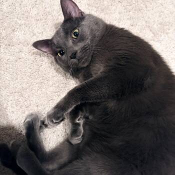 Carlos -  Domestic Short Hair Cat for Adoption in Cincinnati, Ohio - Carlos | PetCurious