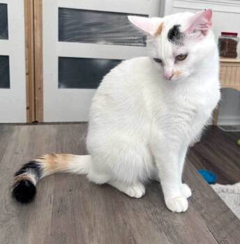 Rescue Dilute Calico Cats for Adoption in Franklin, Tennessee - SOPHIE MOCHA | PetCurious