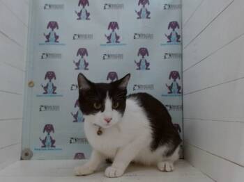 Rescue Domestic Short Hair Cats for Adoption in Orlando, Florida - LUCY | PetCurious