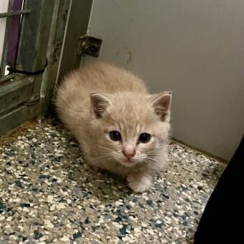 Rescue Domestic Short Hair Cats for Adoption in Eastsound, Washington - Spice | PetCurious