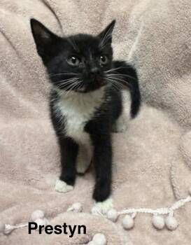 Domestic Short Hair Cats Available for Adoption in Buford, Georgia - Prestyn | PetCurious