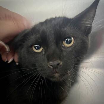 Fire -  Domestic Short Hair Cat for Adoption in Sioux City, Iowa - Fire | PetCurious