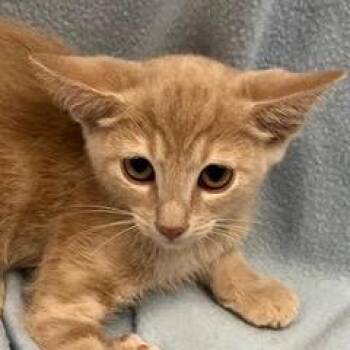 Minnow -  Tabby Cat for Adoption in Green Valley, Arizona - Minnow | PetCurious